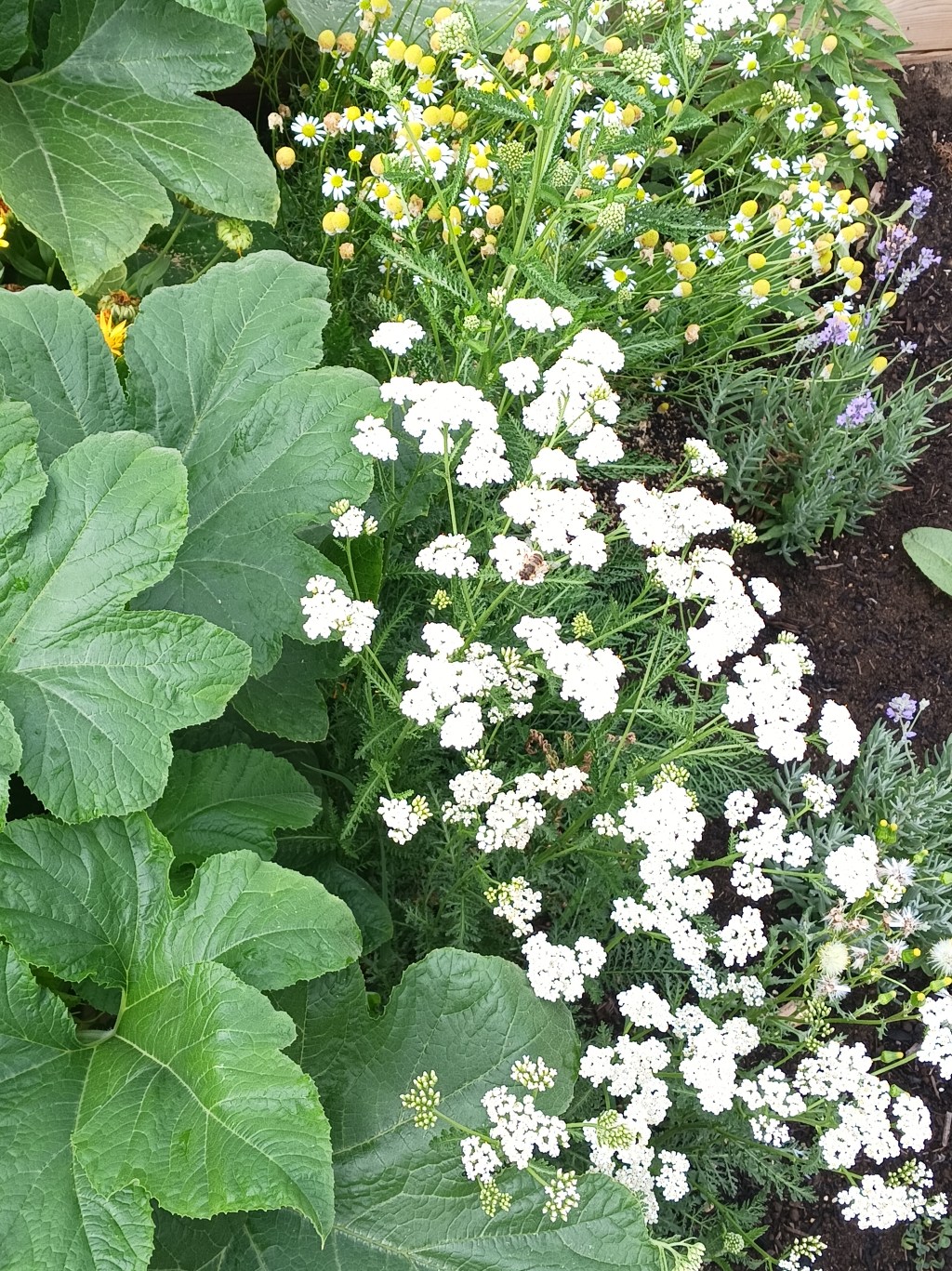 The Homesteader Hopeful